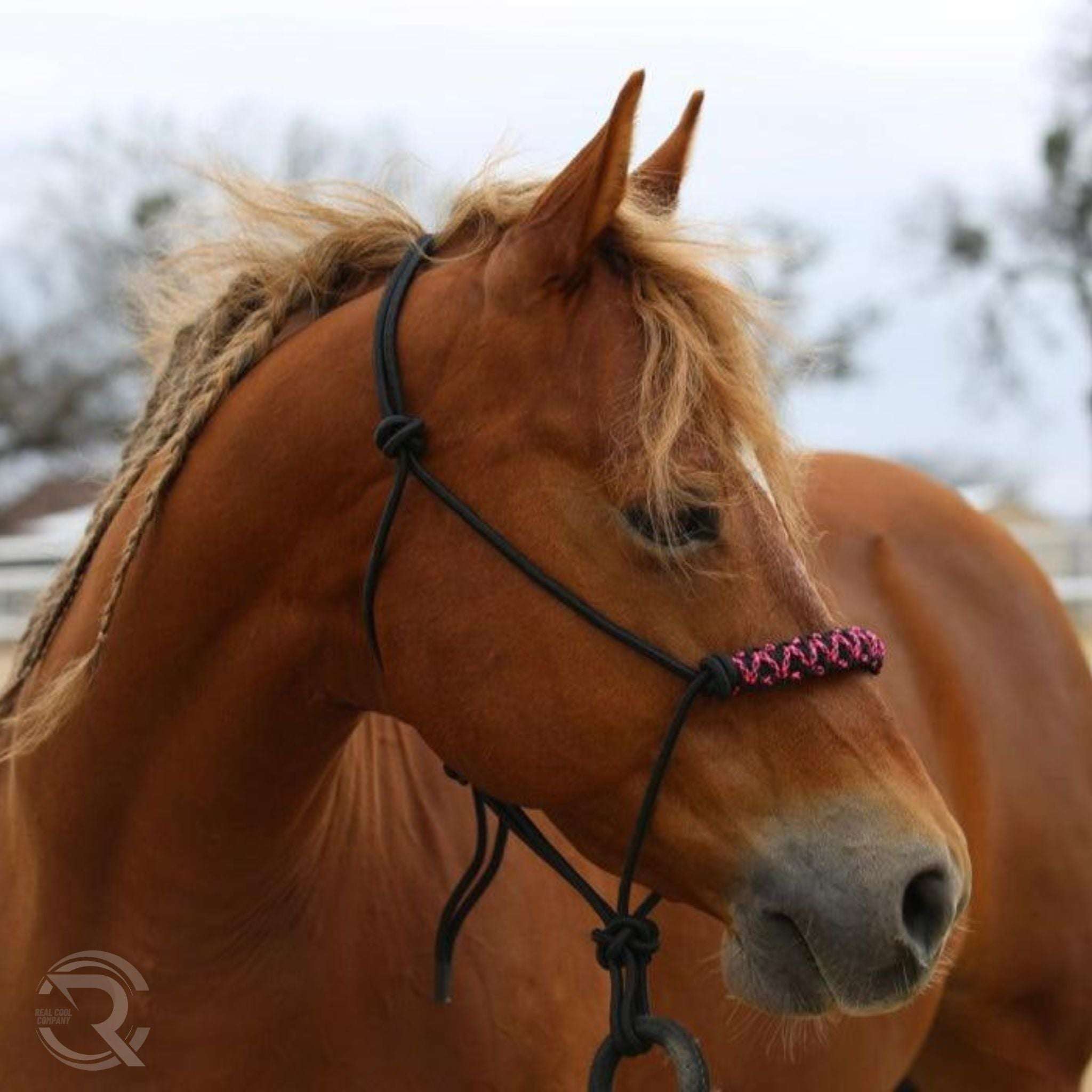 Brown horse with a custom rope halter in pink camo in an outdoor setting