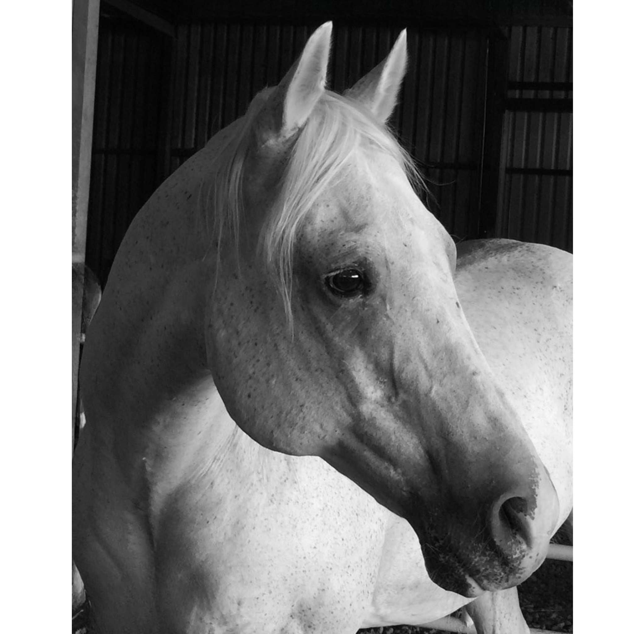 Ole Mans Blues – Elegant Watercolor Horse Art Print